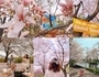 외국인 서울관광 홍보단 '글로벌서울메이트', 랜선 홍보 나서