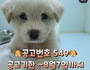 전주시, 유기동물 입양하면 치료비 등 최대 10만원 지원
