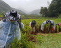 경북도, '공무원·청년봉사단' 태풍농가 일손돕기 '구슬땀' 