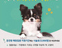 제주시, 반려동물 광견병 예방접종 실시