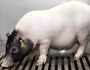 세계 첫 돼지 간 이식 '담즘 기능 입증'