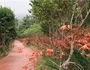 신안군, 'Crocosmia 여름꽃 랜선 축제' 준비 완료
