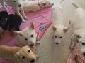제주 제2동물보호센터 ‘오름센터’ 15일 개관