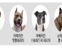 광명시, '맹견' 소유자 책임보험 의무 가입해야